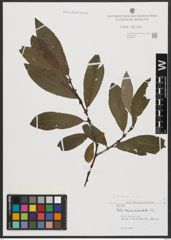 Foto von Salix appendiculata Vill.